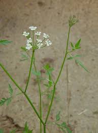 Attēlu rezultāti vaicājumam “Torilis japonica leaf”