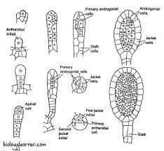 Attēlu rezultāti vaicājumam “Sphagnum centrale sporophyte”