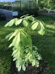 Attēlu rezultāti vaicājumam “Aesculus hippocastanum”
