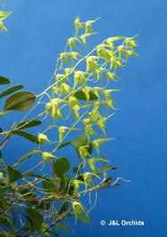 Attēlu rezultāti vaicājumam “Trichia longipalpis”