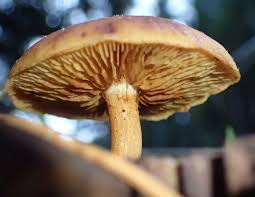 Attēlu rezultāti vaicājumam “Gymnopilus sapineus”