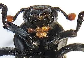 Attēlu rezultāti vaicājumam “Poecilochirus sp.”