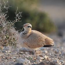 Image result for Cursorius cursor