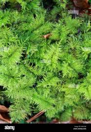 Attēlu rezultāti vaicājumam “Thuidium tamariscinum”