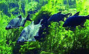 Image result for Abramis brama