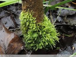 Attēlu rezultāti vaicājumam “Oxyrrhynchium hians var. rigidum”