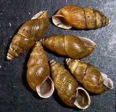 Attēlu rezultāti vaicājumam “Ena montana”