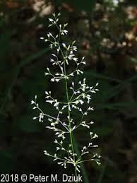 Attēlu rezultāti vaicājumam “Agrostis canina leaf”