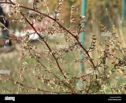 Attēlu rezultāti vaicājumam “Artemisia campestris bud”