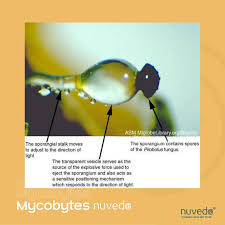 Attēlu rezultāti vaicājumam “Pilobolus crystallinus”