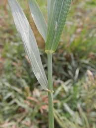 Attēlu rezultāti vaicājumam “Bromopsis inermis fruit”
