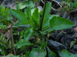 Attēlu rezultāti vaicājumam “Viola tricolor leaf”