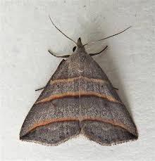 Attēlu rezultāti vaicājumam “Colobochyla salicalis”