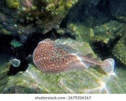 Image result for Torpedo marmorata