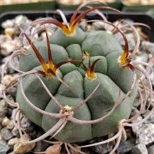Image result for Gymnocalycium