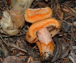 Attēlu rezultāti vaicājumam “Lactarius”