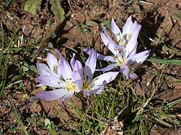 Attēlu rezultāti vaicājumam “Colchicum szovitsii subsp. szovitsii”