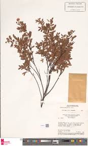 Image result for Cassia adenophylla