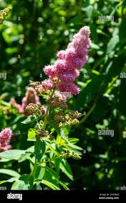 Attēlu rezultāti vaicājumam “Spiraea salicifolia flower”