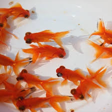 Image result for 出目金