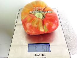 Afbeeldingsresultaat voor stump of the world tomato