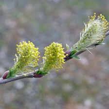 Attēlu rezultāti vaicājumam “Salix aurita flower”