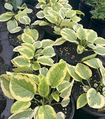 Attēlu rezultāti vaicājumam “Symphytum grandiflorum”