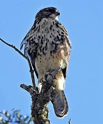 Attēlu rezultāti vaicājumam “Buteo buteo adult”