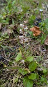 Attēlu rezultāti vaicājumam “Pyrola rotundifolia flower”