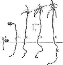 Attēlu rezultāti vaicājumam “Licea chelonoides spores”