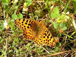 Attēlu rezultāti vaicājumam “Issoria lathonia upperside”