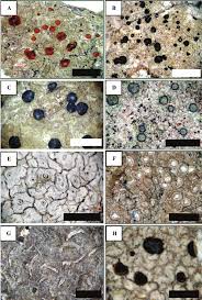 Attēlu rezultāti vaicājumam “Bacidia subincompta”