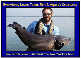 Image result for Ictalurus furcatus