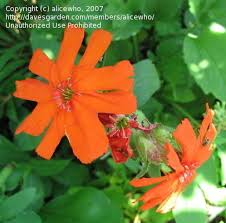 Attēlu rezultāti vaicājumam “Silene x arkwrightii Vesuvius flower”