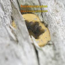 Attēlu rezultāti vaicājumam “Chelifer cancroides”