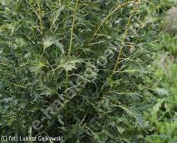 Attēlu rezultāti vaicājumam “Tilia platyphyllos Laciniata”