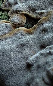 Attēlu rezultāti vaicājumam “Phellinus laevigatus”