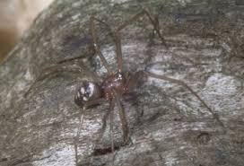 Attēlu rezultāti vaicājumam “Steatoda grossa female”