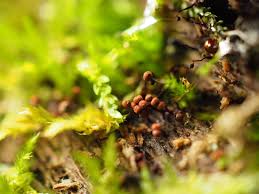 Attēlu rezultāti vaicājumam “Cribraria aurantiaca var. persoonii young”
