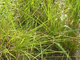 Attēlu rezultāti vaicājumam “Carex vulpina”