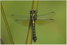 Attēlu rezultāti vaicājumam “Cordulidae”