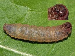 Attēlu rezultāti vaicājumam “Charanyca trigrammica”