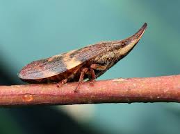 Attēlu rezultāti vaicājumam “Aphrophoridae”