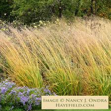Attēlu rezultāti vaicājumam “Molinia caerulea”