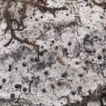 Attēlu rezultāti vaicājumam “Acrocordia gemmata”