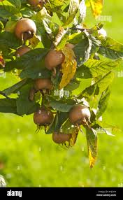 Attēlu rezultāti vaicājumam “Mespilus germanica”