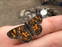 Attēlu rezultāti vaicājumam “Oeneis jutta underside”