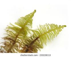 Attēlu rezultāti vaicājumam “Ptilium crista-castrensis sporophyte”