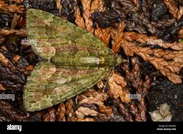 Attēlu rezultāti vaicājumam “Chloroclysta siterata”