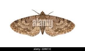 Attēlu rezultāti vaicājumam “Eupithecia tantillaria”